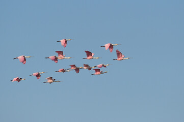 Group of spoonbill birds flying together.