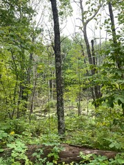 Scenic Minnesota Landscape in the Summer Time