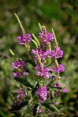 Obedient plant 