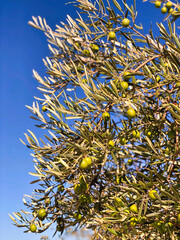 Vertical close up on an olive tree branch