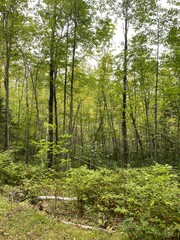 Scenic Minnesota Landscape in the Summer Time