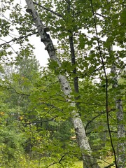 Scenic Minnesota Landscape in the Summer Time