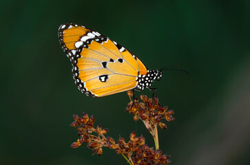 Beautiful monarch butterflies, Danaus chrysippus flying over summer flowers