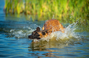 Young Belgian Shepherd female playing in the water