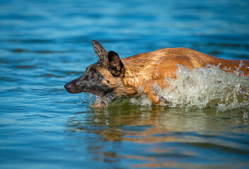 Young Belgian Shepherd female playing in the water