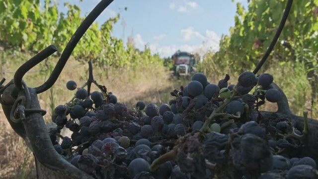 A farmer throws grapes in a basket in a vineyard with a tractor in the background