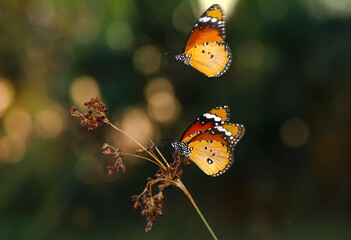 Beautiful monarch butterflies, Danaus chrysippus flying over summer flowers