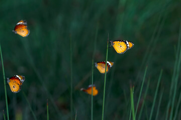 Beautiful monarch butterflies, Danaus chrysippus flying over summer flowers