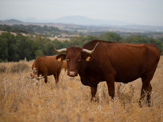 Toro bravo en un campo verde con montañas en el fondo