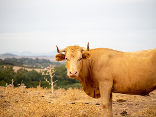 Toro bravo en un campo verde con montañas en el fondo