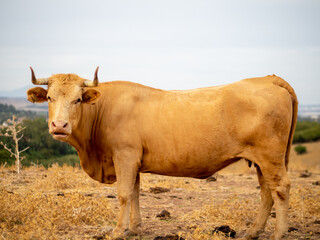 Toro bravo en un campo verde con montañas en el fondo