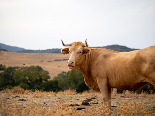 Toro bravo en un campo verde con montañas en el fondo