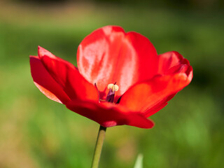 Obraz premium red tulips in the garden