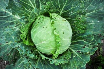 Cabbage damaged by pests.Agriculture. Autumn harvest.