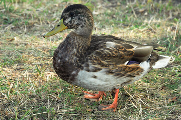 A duck walks near the lake. A lonely duck . 