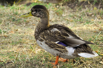 A duck walks near the lake. A lonely duck . 