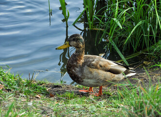 A duck walks near the lake. A lonely duck . 