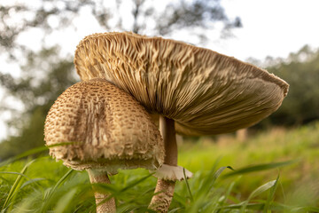 Closeup of mature flat cap and growing bulb beneath of Macrolepiota procera or Large Parasol Mushroom seen from below