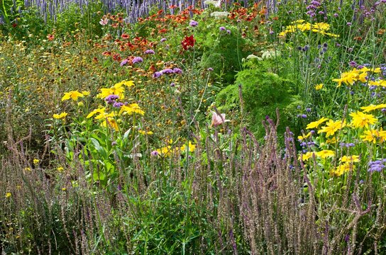 wildflower meadow with colorful flowers in spring