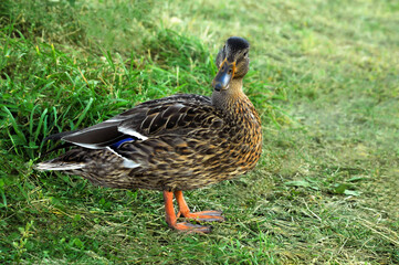 A duck walks near the lake. A lonely duck . 