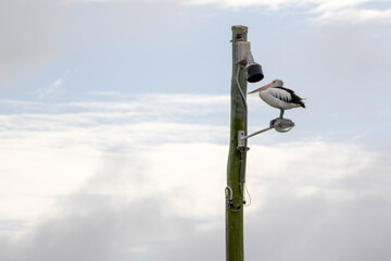 Pelican sitting on a lamp post