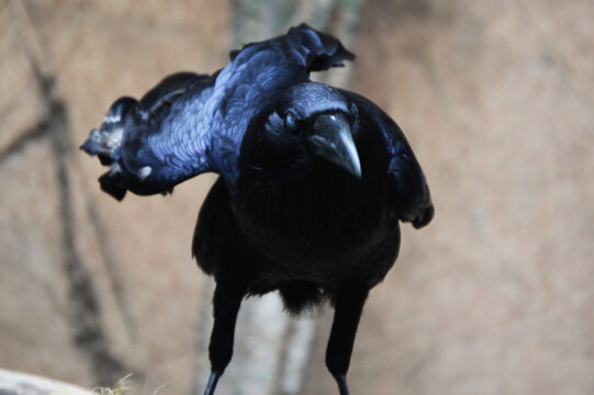 black raven