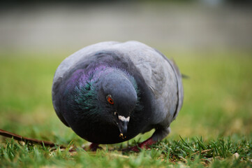 pigeon on the grass