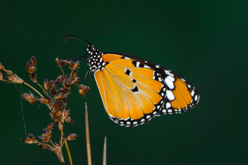 Macro shots, Beautiful nature scene. Closeup beautiful butterfly sitting on the flower in a summer garden.

