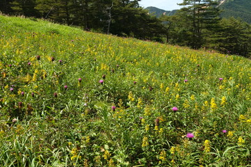 夏の高原のお花畑　高峰高原・長野県