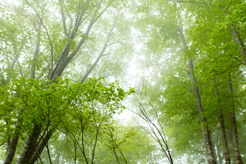 Naklejka premium 霧に包まれたブナ林