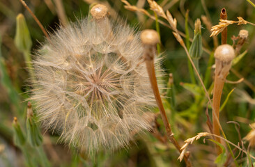 Dandelion in nature, Lake Tahoe Lam Watah trail