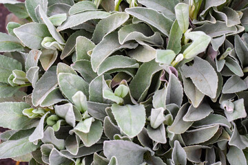 Grass stahis. Background of a glaucous fleecy plant. Botanical herbaceous background. Groundcover plant.