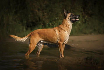 Portrait of adult belgian malinois shepherd dog with wet coat