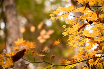Fototapeta premium Autumn leaves Maple