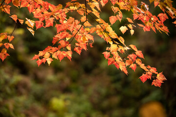 Autumn leaves　　Maple