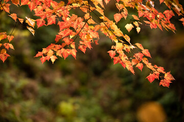 Autumn leaves　　Maple