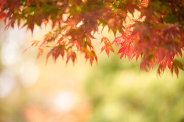Autumn leaves　　Maple