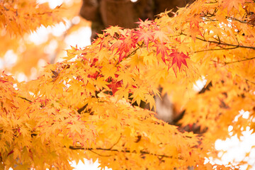 Autumn leaves　　Maple