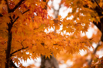 Autumn leaves　　Maple