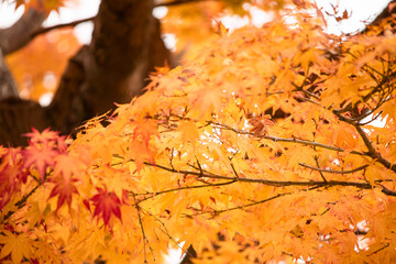 Autumn leaves　　Maple
