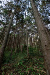 autumn  forest tree green 