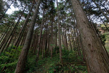 autumn  forest tree green 