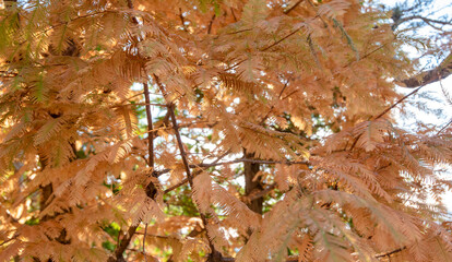autumn yellow  forest