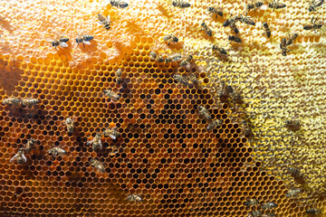 Honeycomb with bees. Bee products. Sale of natural honey. The collection of honey. Background of worker bees on the honeycells.