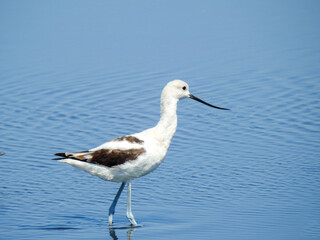 American Avocet in Florida for the Winter