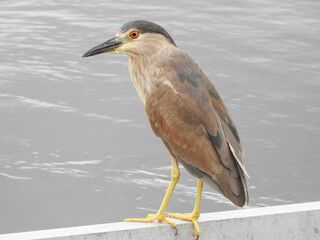 Juvenile Black Crowned Night Heron in FLorida