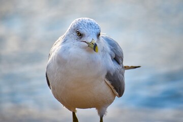 Obraz premium seagull on a beach