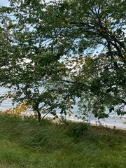 Scenic Minnesota Landscape in the Summer Time