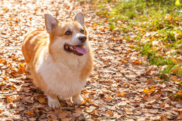 One Welsh Corgi Pembroke dog stand with their tongues out against the yellow autumn leaves illuminated