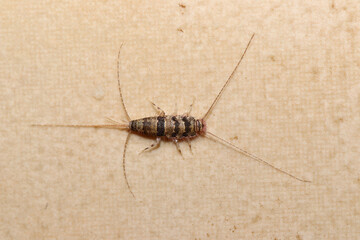 Banded silverfish (Thermobia domestica) top view, a common household pest.